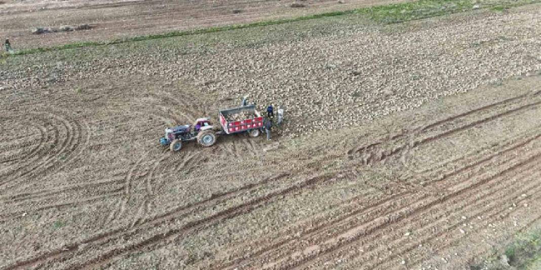 Eylül’de başlayan hasat mutlu bitti! Yüksek verim üreticiyi güldürdü: “Çiftçinin önemli bir gelir kaynağı” 3